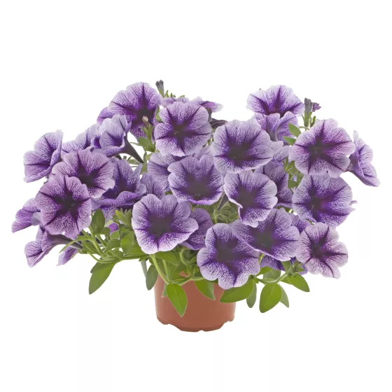 Sanguna® Blue Vein
