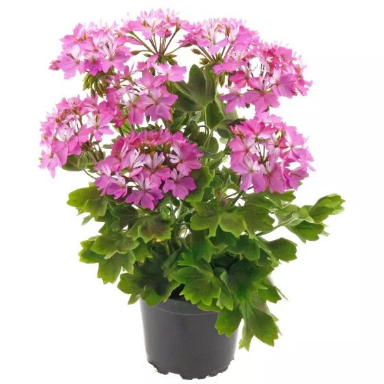 Exotica Starry Pink