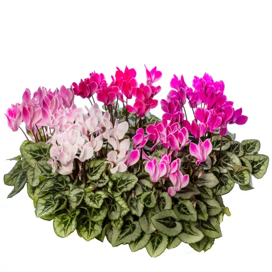 Silverado Purple Flame Mix | Syngenta Flowers