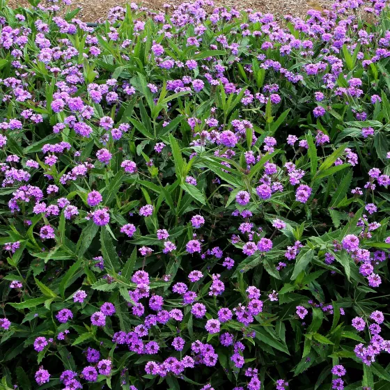 Dazzling Night | Syngenta Flowers