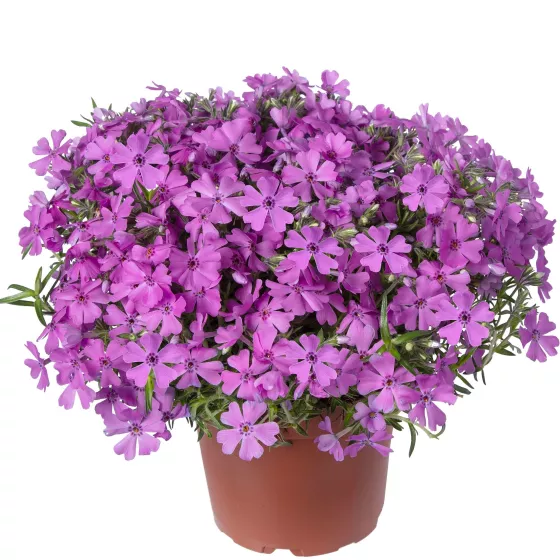GoldiPhlox Pink | Syngenta Flowers