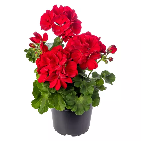 Calliope® M Dark Red | Syngenta Flowers