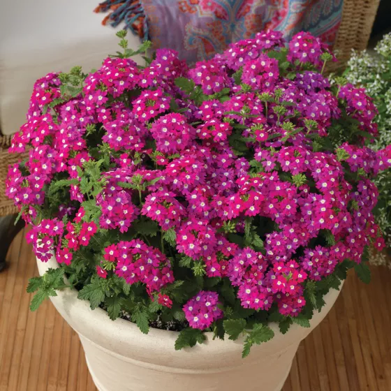 Lanai® Up Rose with Eye | Syngenta Flowers