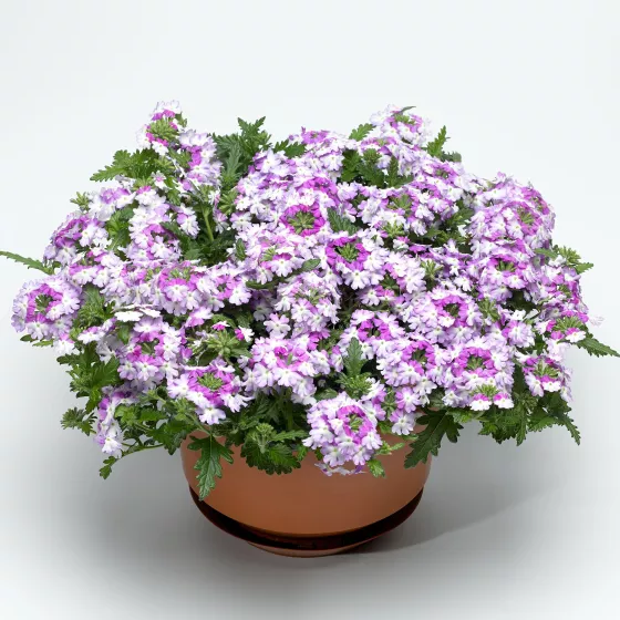 Lanai® Compact Twister Purple | Syngenta Flowers