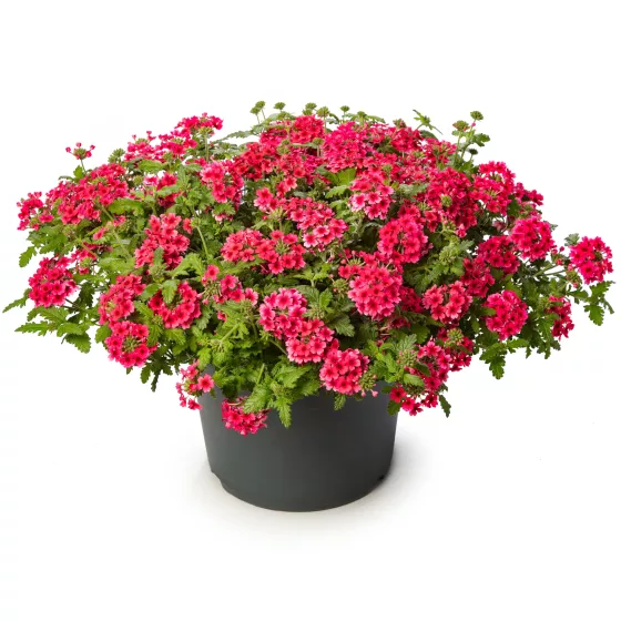 Lanai® Strawberry Dark Eye | Syngenta Flowers