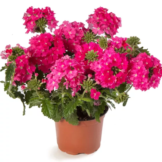 Lanai® Deep Pink | Syngenta Flowers