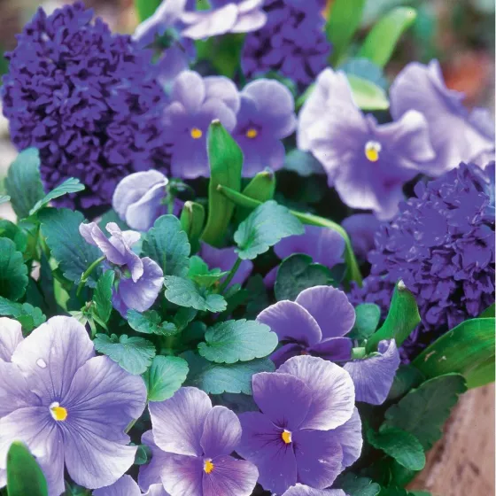 Delta® Pro Clear Light Blue | Syngenta Flowers