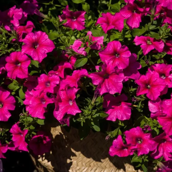 Sanguna® Mega Rose Vein | Syngenta Flowers
