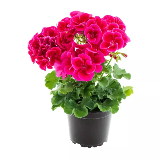 Calliope® M Red Splash | Syngenta Flowers