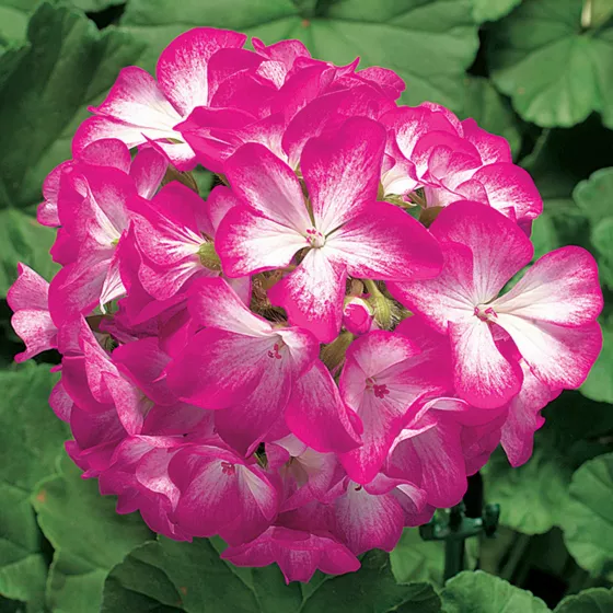 Ringo 2000 Rose Star
