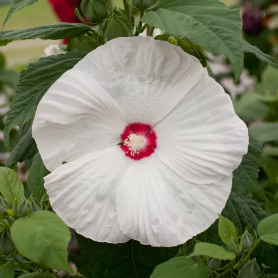 Honeymoon White with Eye