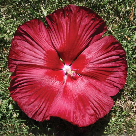 Honeymoon Deep Red