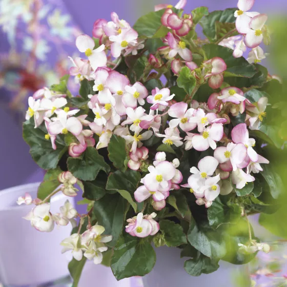 Braveheart 'Berose'
