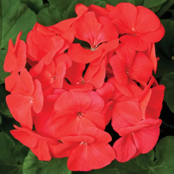 Pinto Premium Coral