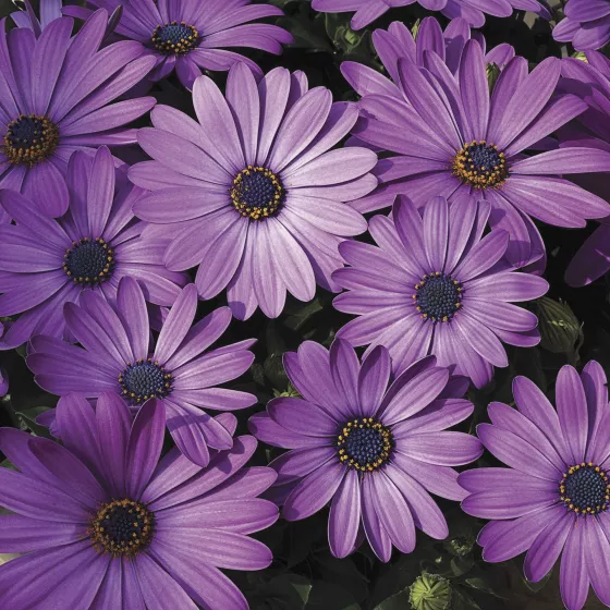 Asti Lavender Shades