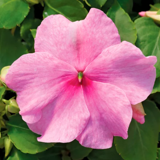 Accent Premium Pink