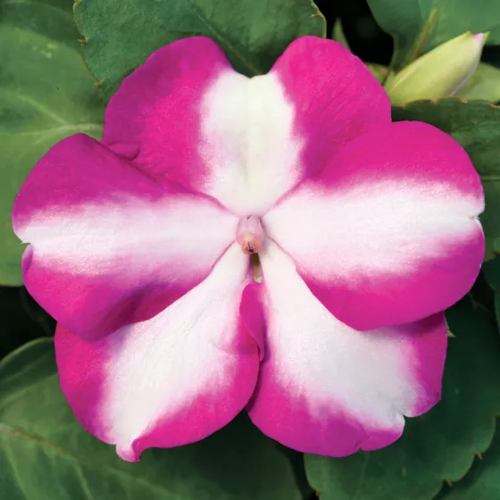 Accent Premium Violet Star