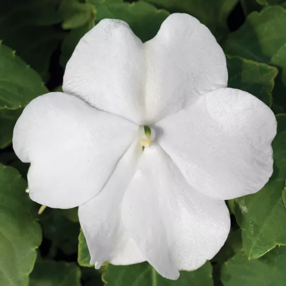 Accent Premium White