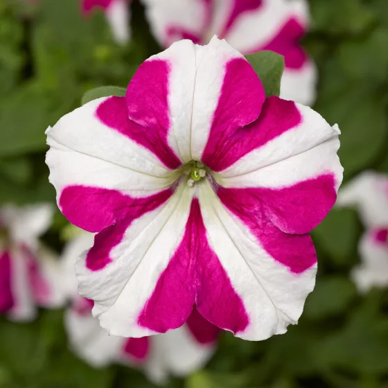 SkyBox Rose Star