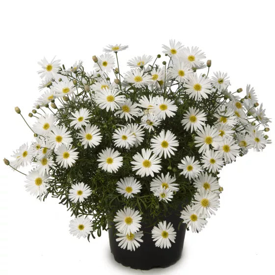 Surdaisy® White