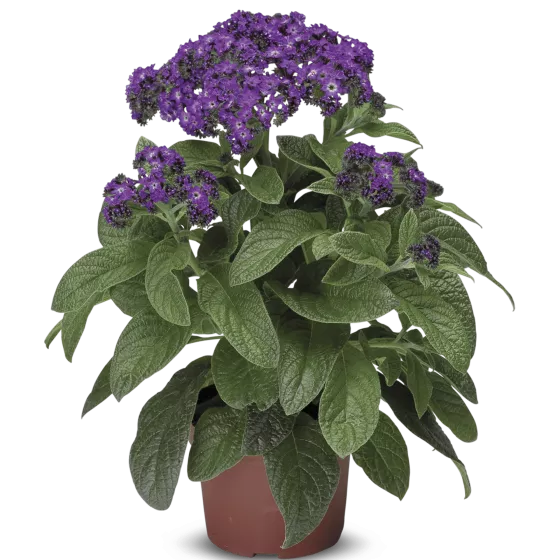 Scentropia® Dark Blue