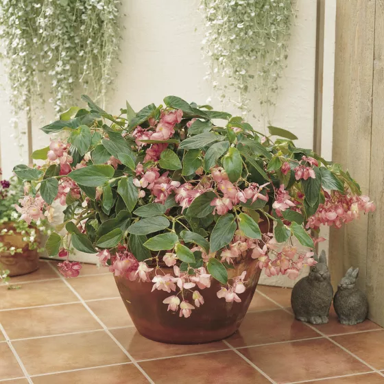 Dragon Wing Pink | Syngenta Flowers