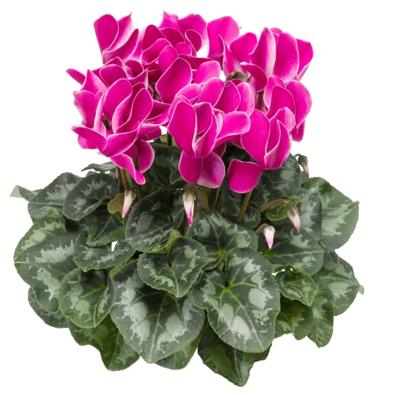 Perfetto Purple Flame