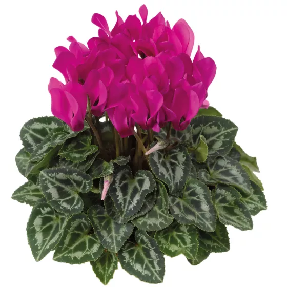 SeeWhy® Fuchsia