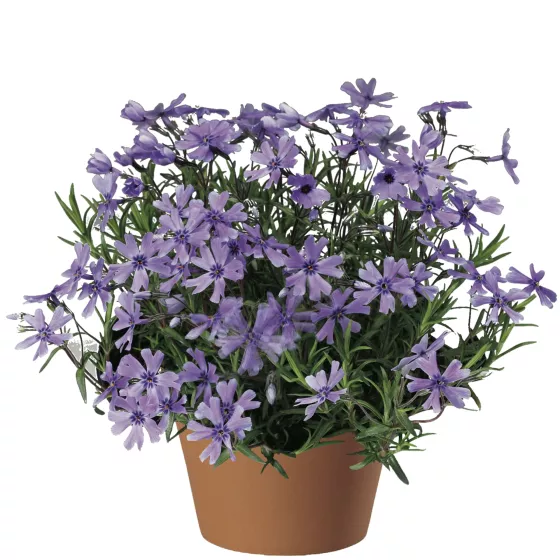 Purple Beauty