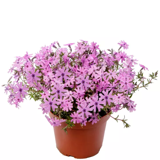 Fort Hill | Syngenta Flowers
