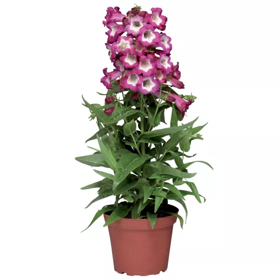 Phoenix Magenta