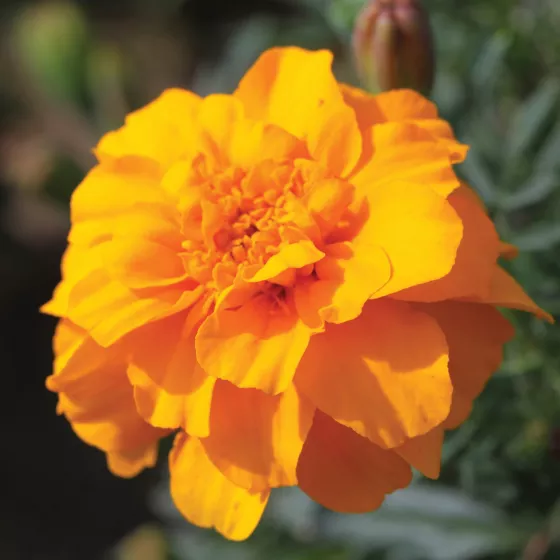 Alumia Gold
