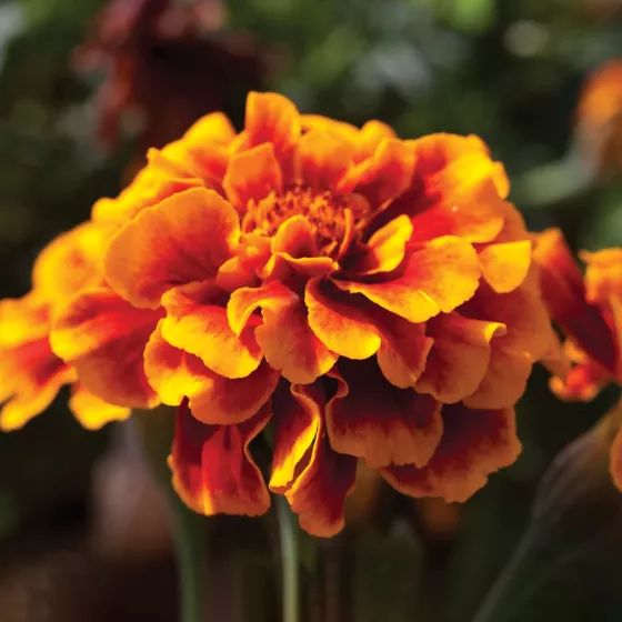 Alumia Flame