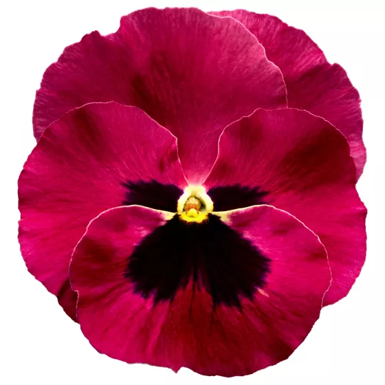 Delta® Pro Rose with Blotch