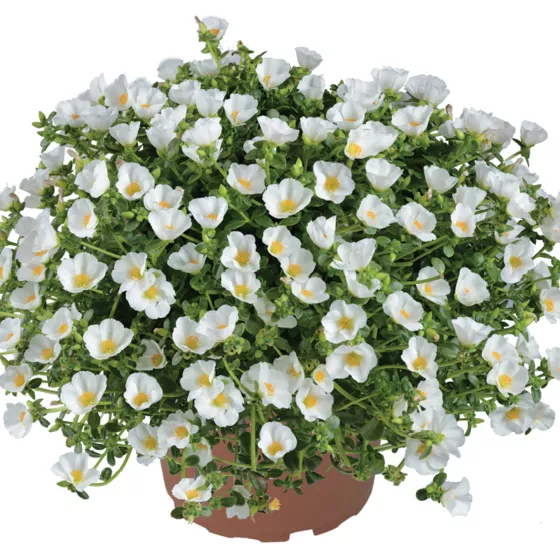 Pazzaz White