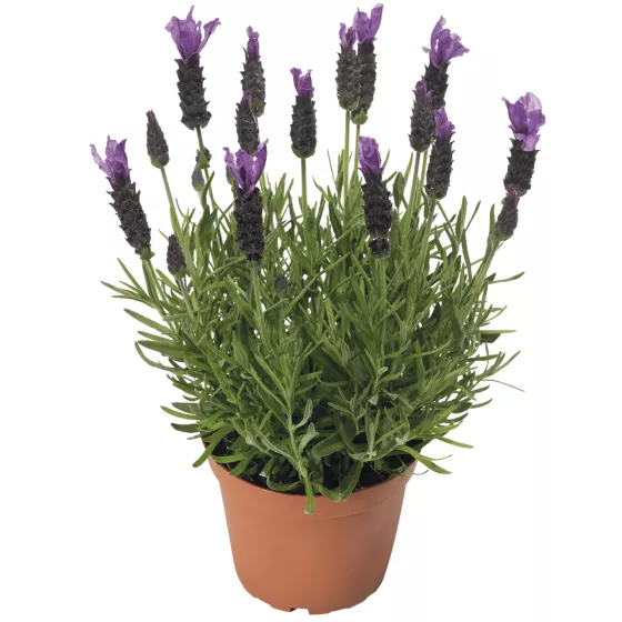 Javelin Forte Deep Purple
