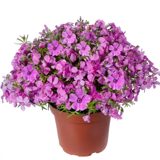 GoldiPhlox Rose