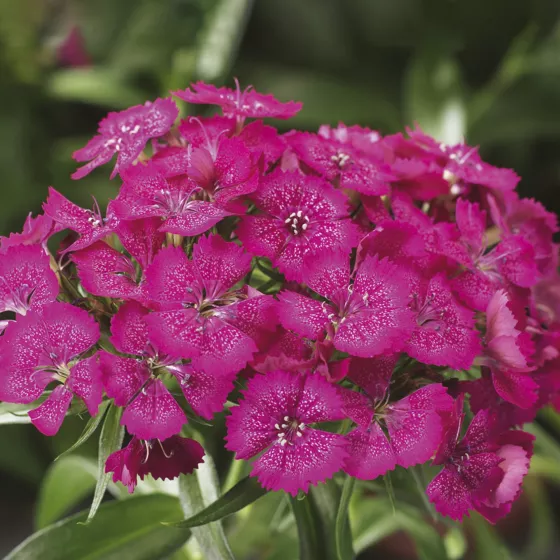 Barbarini Rose