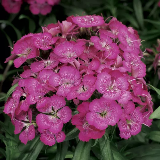 Barbarini Lilac