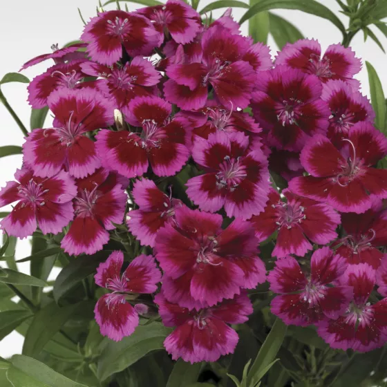 Barbarini Redrose Bicolor