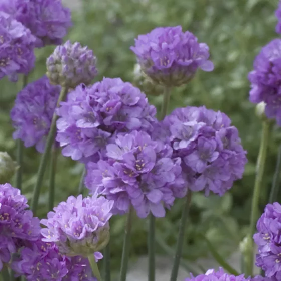 Exp. Ballerina Lilac -933