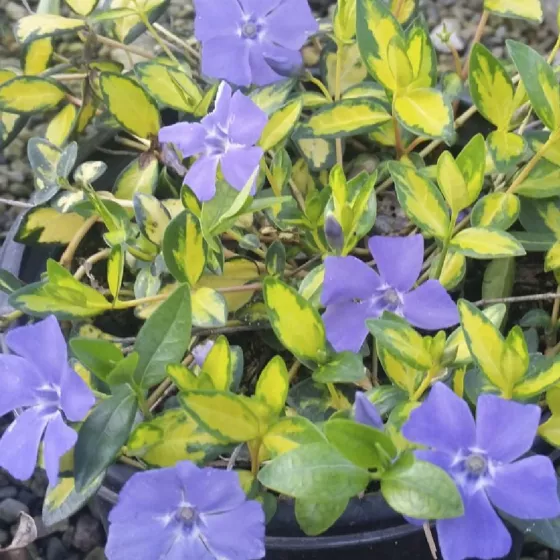 Variegated Golden