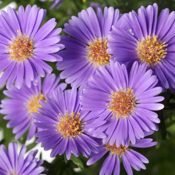Believer Purple