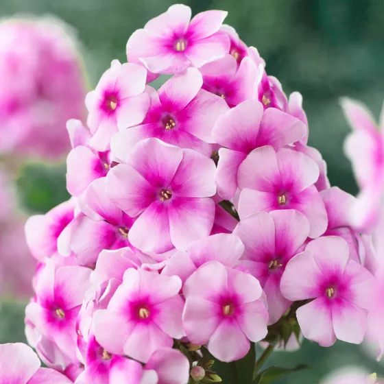 Sweet Summer® Compact Rose Dark Eye | Syngenta Flowers