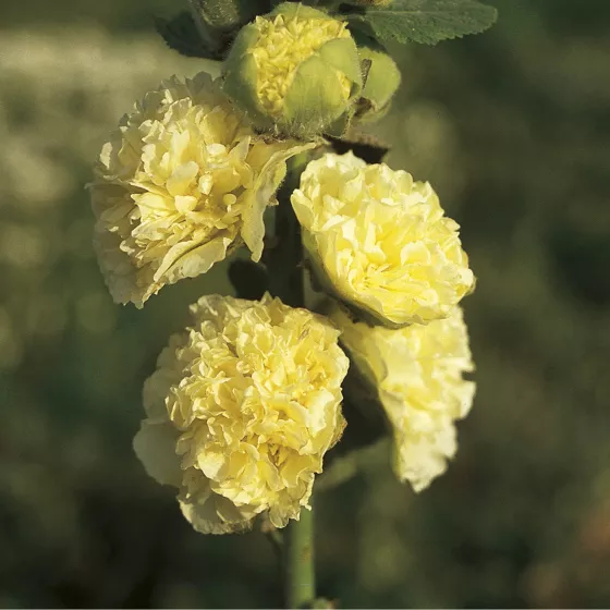 Plena Chater's Yellow
