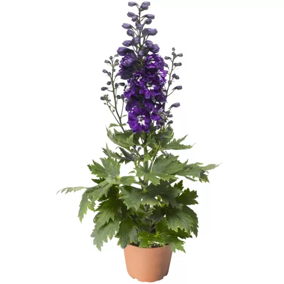 Delphina Dark Blue White Bee