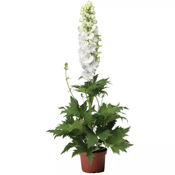 Excalibur Pure White