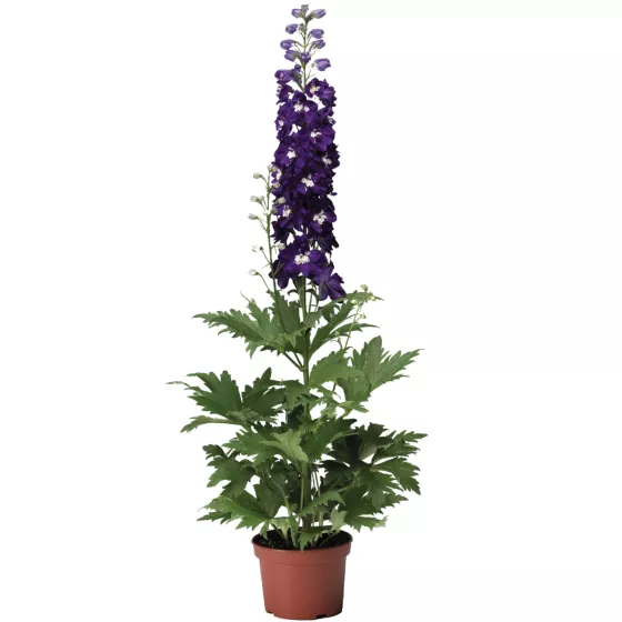 Excalibur Dark Blue White Bee