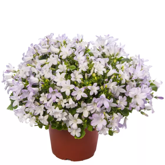 Clockwise White Blush