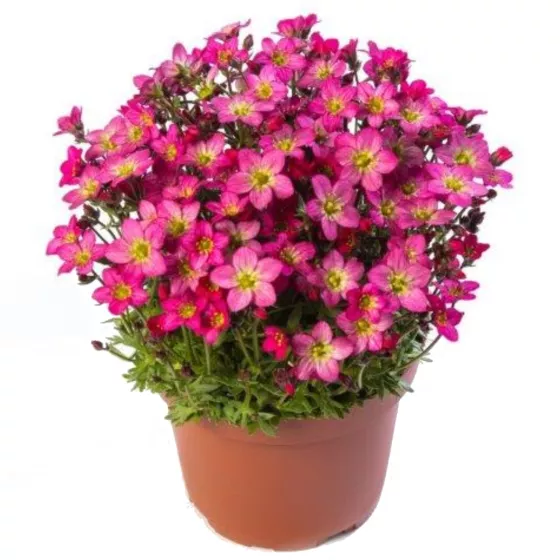 Touran Pink | Syngenta Flowers